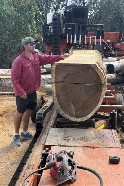 a queensland logging firm harvesting a single black bean tree
