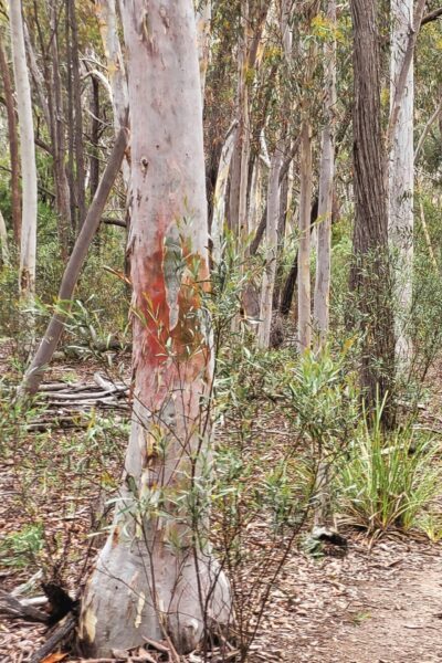 sparse bushland, photography by Allen Sharp