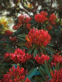bright red Australian native flora