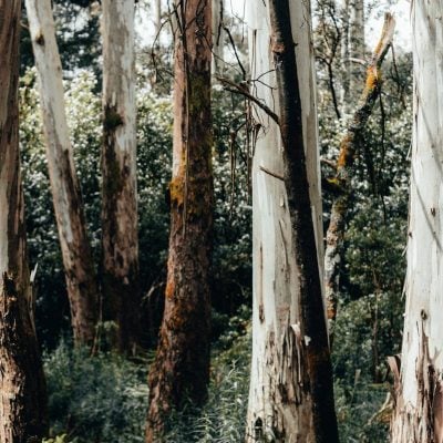 a path through a forest with lots of trees