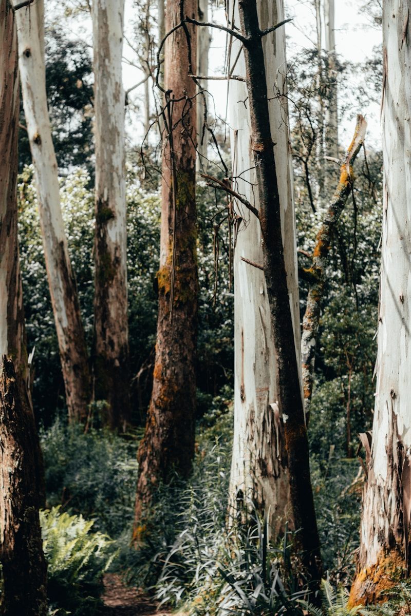Native Australian timber sourced for Dawsons Handcrafted frame mouldings