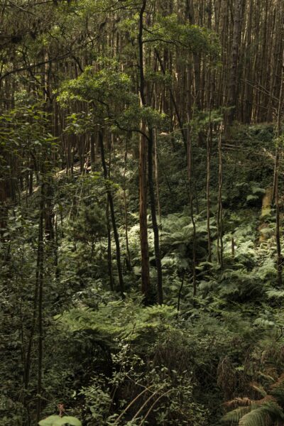 A shot of Australian Rainforest by Gryffyn M