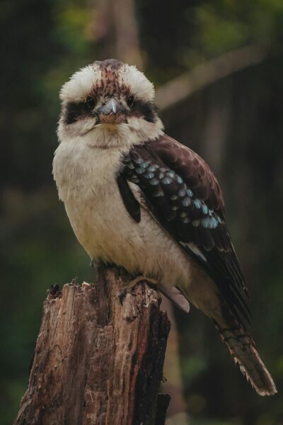 A Native Kookaburra photograph by Junel Mujar