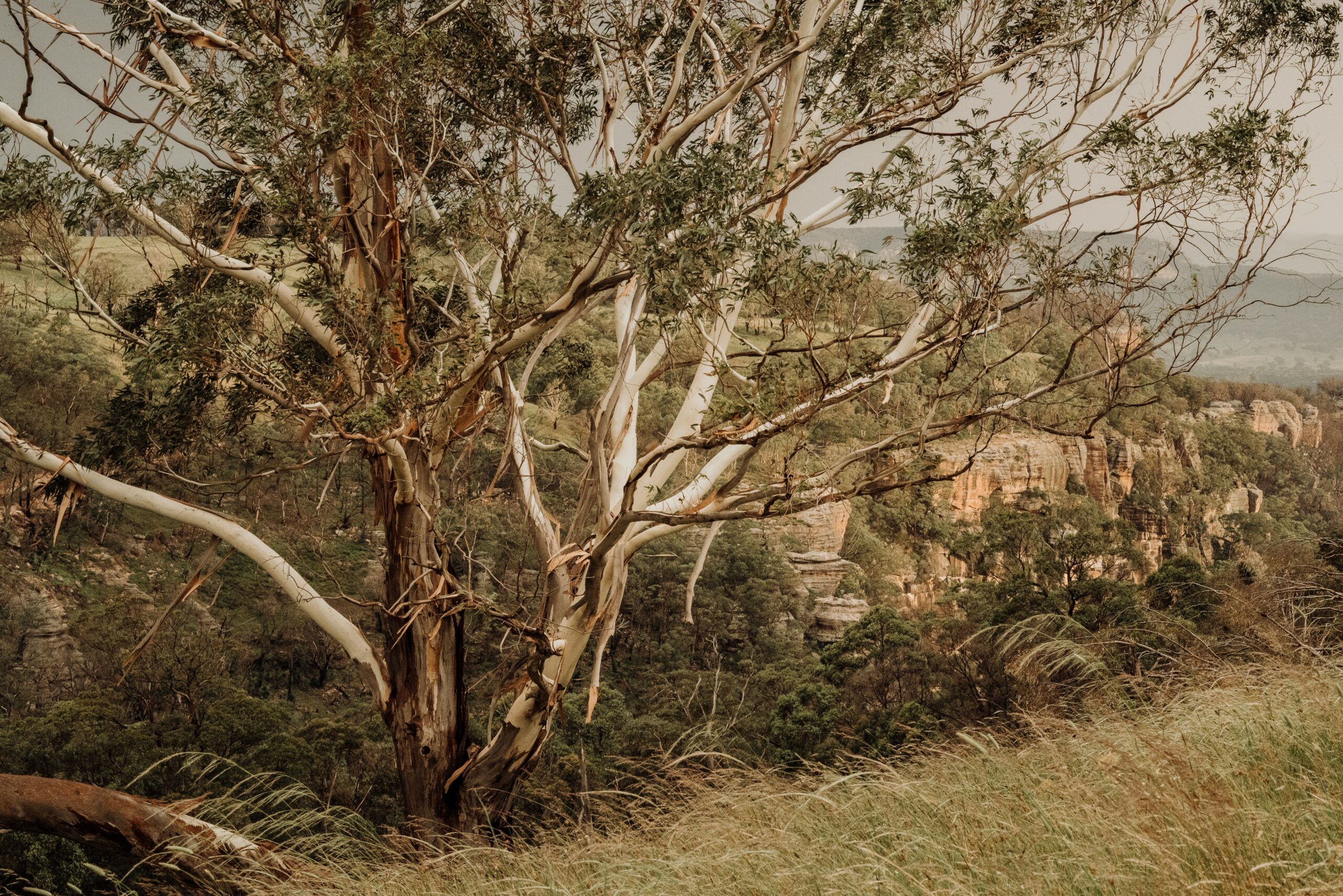 Australian trees by Nerissa J
