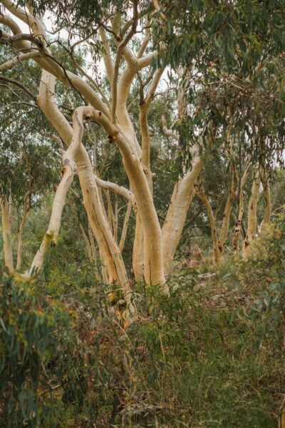 bush photography by Raelle Cameron